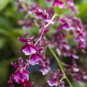 Oncidium Sharry Baby Orchid Live Plant – Sweet Chocolate Fragrance – 3 inch Pot - Image 1