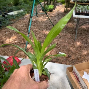 Oncidium Sharry Baby 'Red Fantasy' Live Orchid Plant - 3 inch Pot - Image 2