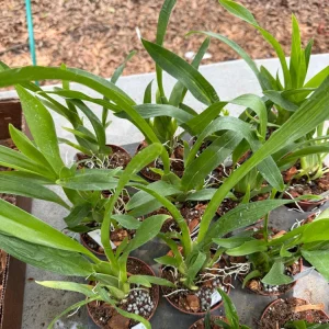 Oncidium Sharry Baby 'Red Fantasy' Live Orchid Plant - 3 inch Pot - Image 3
