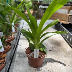 Oncidium Sharry Baby 'Red Fantasy' Live Orchid Plant - 3 inch Pot - Image 4