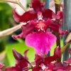 Oncidium Sharry Baby 'Red Fantasy' Live Orchid Plant - 3 inch Pot - Image 1