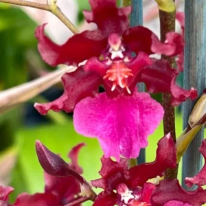 Oncidium Sharry Baby 'Red Fantasy' Live Orchid Plant - 3 inch Pot - Image 1