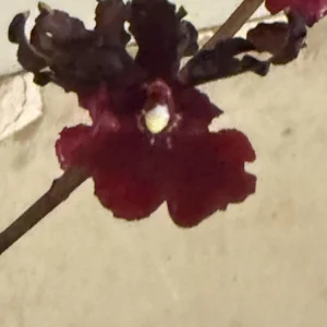 Oncidium Succubus Night Shift Live Orchid Plant – 3 inch Pot - Image 2