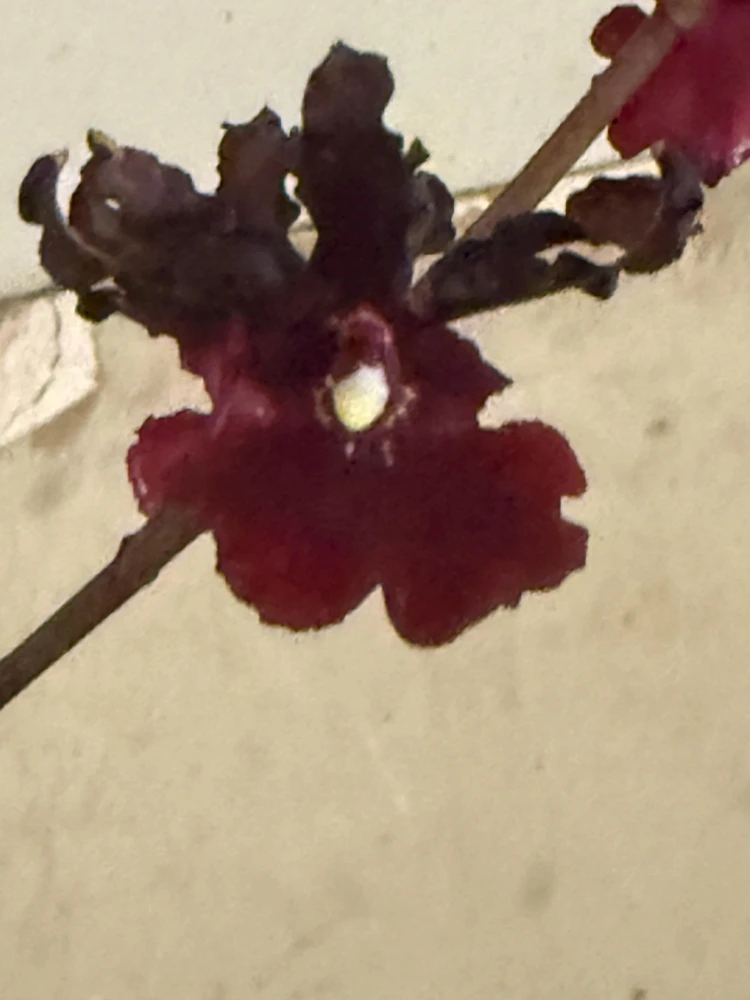 Oncidium Succubus Night Shift Live Orchid Plant – 3 inch Pot - Image 2