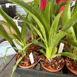 Oncidium Succubus Night Shift Live Orchid Plant – 3 inch Pot - Image 3