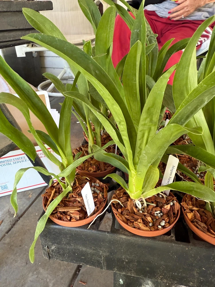 Oncidium Succubus Night Shift Live Orchid Plant – 3 inch Pot - Image 3