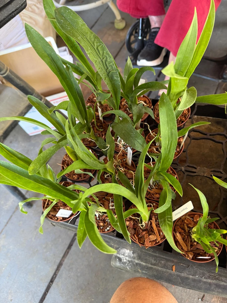 Oncidium Succubus Night Shift Live Orchid Plant – 3 inch Pot - Image 4
