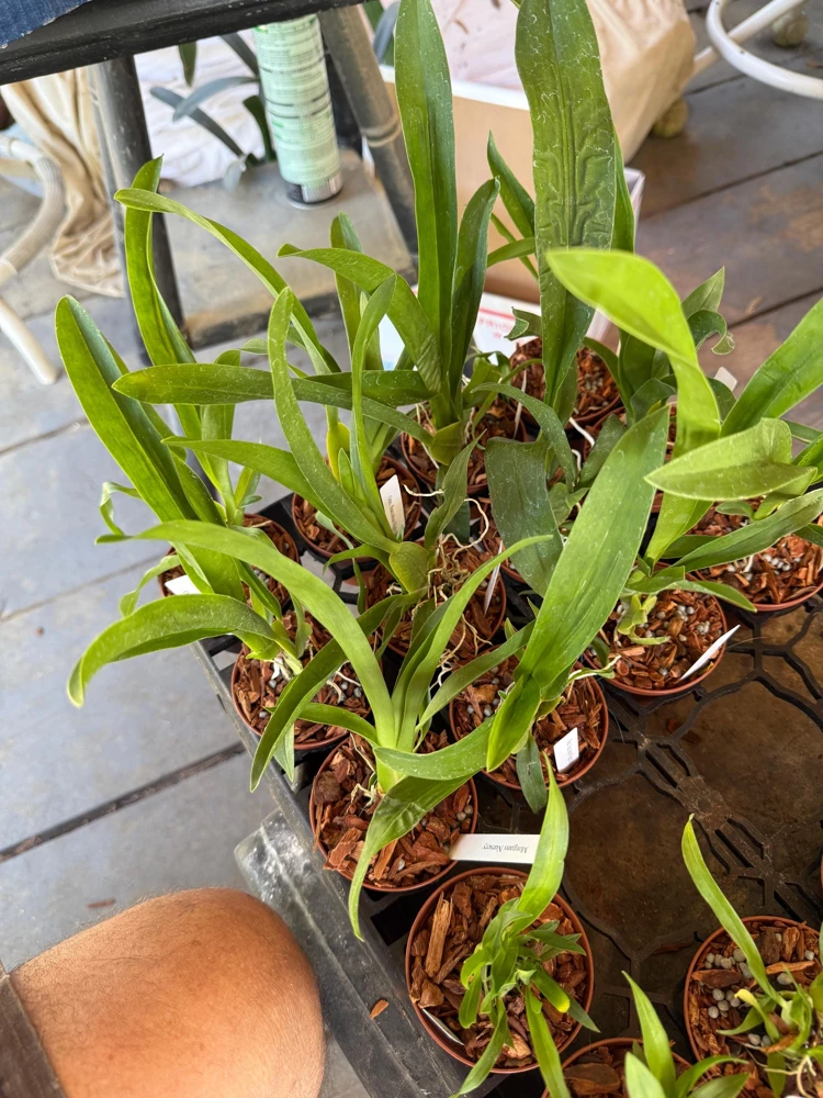 Oncidium Succubus Night Shift Live Orchid Plant – 3 inch Pot - Image 5