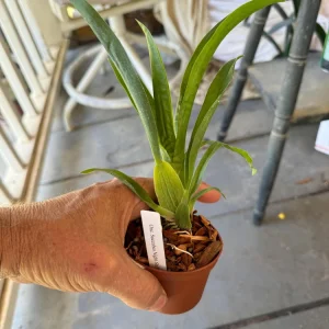 Oncidium Succubus Night Shift Live Orchid Plant – 3 inch Pot - Image 6