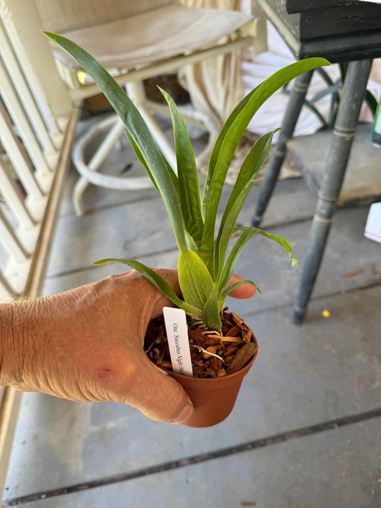 Oncidium Succubus Night Shift Live Orchid Plant – 3 inch Pot - Image 6