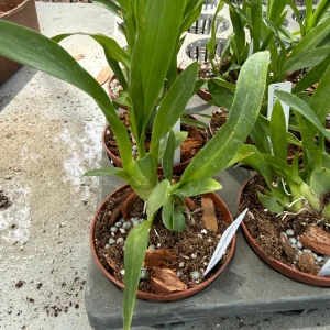 Oncidium Twinkle Fantasy Live Orchid Plant – White Yellow Flowers – 3 inch Pot - Image 3