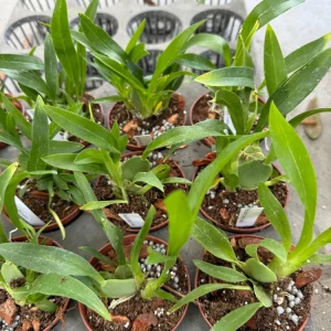 Oncidium Twinkle Fantasy Live Orchid Plant – White Yellow Flowers – 3 inch Pot - Image 4
