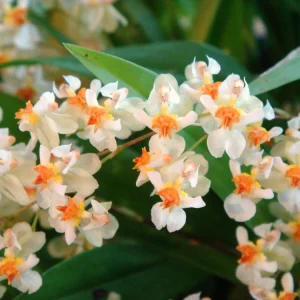 Oncidium Twinkle Fantasy Live Orchid Plant – White Yellow Flowers – 3 inch Pot - Image 1