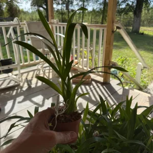 Oncostele Everglades Elegance 'Nancy Lee' Orchid Live Plant - 2.5" Pot - Image 2
