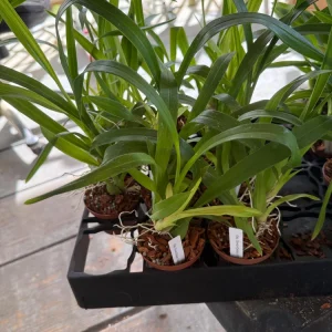 Oncostele Everglades Elegance 'Nancy Lee' Orchid Live Plant - 2.5" Pot - Image 3