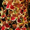 Oncostele Everglades Elegance 'Nancy Lee' Orchid Live Plant - 2.5" Pot - Image 1
