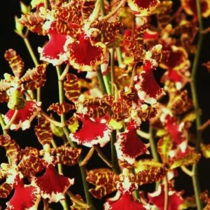 Oncostele Everglades Elegance 'Nancy Lee' Orchid Live Plant - 2.5" Pot - Image 1