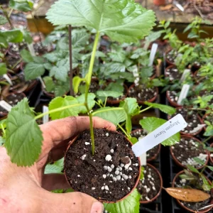 Pakistan Mulberry Live Plant – Morus macroura 'Pakistan' – 3 inch Pot - Image 2
