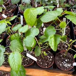 Pakistan Mulberry Live Plant – Morus macroura 'Pakistan' – 3 inch Pot - Image 3