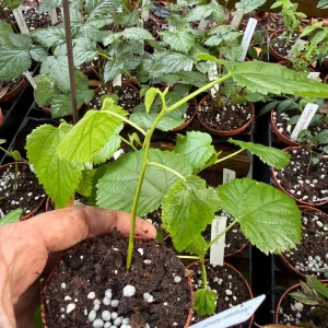 Pakistan Mulberry Live Plant – Morus macroura 'Pakistan' – 3 inch Pot - Image 4