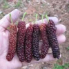 Pakistan Mulberry Live Plant – Morus macroura 'Pakistan' – 3 inch Pot - Image 1
