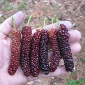 Pakistan Mulberry Live Plant – Morus macroura 'Pakistan' – 3 inch Pot - Image 1
