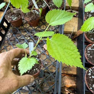 Pakistan Mulberry Live Plant – Morus macroura 'Pakistan' – 3 inch Pot - Image 5