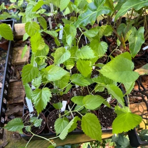 Pakistan Mulberry Live Plant – Morus macroura 'Pakistan' – 3 inch Pot - Image 6