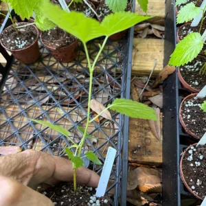 Pakistan Mulberry Live Plant – Morus macroura 'Pakistan' – 3 inch Pot - Image 7