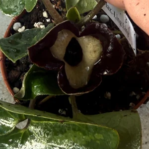 Panda Face Ginger Live Plant - Asarum maximum 'Ling Ling' 3 Inch Pot - Image 2