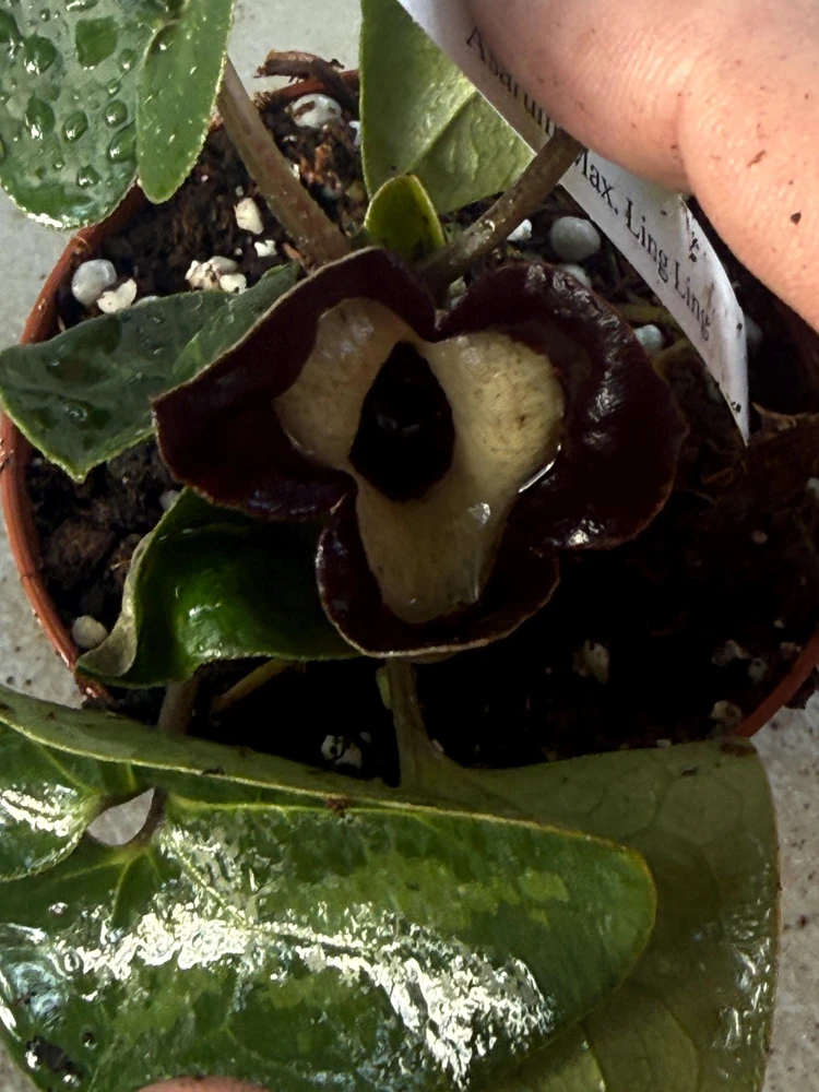 Panda Face Ginger Live Plant - Asarum maximum 'Ling Ling' 3 Inch Pot - Image 2