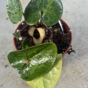 Panda Face Ginger Live Plant - Asarum maximum 'Ling Ling' 3 Inch Pot - Image 3