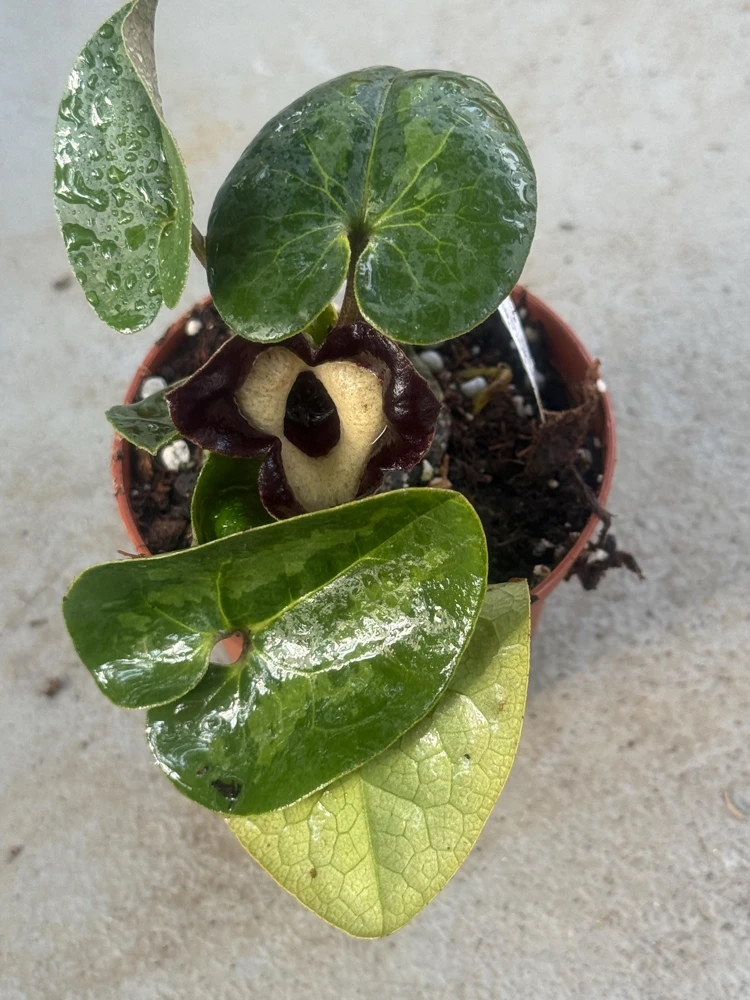 Panda Face Ginger Live Plant - Asarum maximum 'Ling Ling' 3 Inch Pot - Image 3