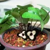 Panda Face Ginger Live Plant - Asarum maximum 'Ling Ling' 3 Inch Pot - Image 1
