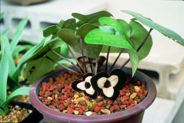 Panda Face Ginger Live Plant - Asarum maximum 'Ling Ling' 3 Inch Pot - Image 1