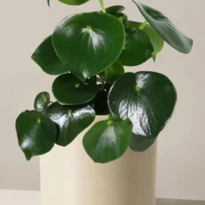 Peperomia Raindrop Live Plant - 4.5 inch Pot - Indoor Houseplant - Image 2