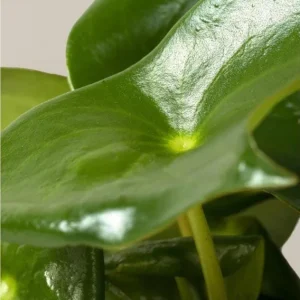 Peperomia Raindrop Live Plant - 4.5 inch Pot - Indoor Houseplant - Image 3