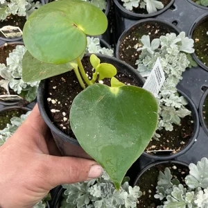 Peperomia Raindrop Live Plant - 4.5 inch Pot - Indoor Houseplant - Image 4