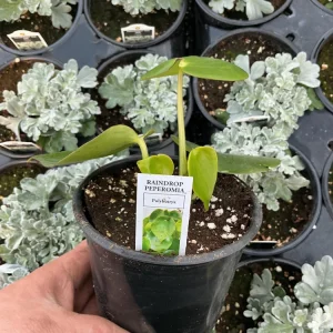 Peperomia Raindrop Live Plant - 4.5 inch Pot - Indoor Houseplant - Image 5