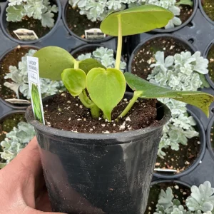 Peperomia Raindrop Live Plant - 4.5 inch Pot - Indoor Houseplant - Image 6