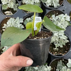 Peperomia Raindrop Live Plant - 4.5 inch Pot - Indoor Houseplant - Image 7