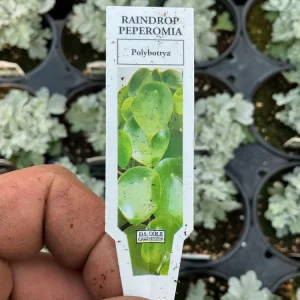 Peperomia Raindrop Live Plant - 4.5 inch Pot - Indoor Houseplant - Image 8