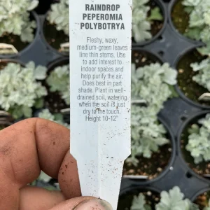 Peperomia Raindrop Live Plant - 4.5 inch Pot - Indoor Houseplant - Image 9