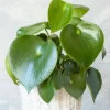 Peperomia Raindrop Live Plant - 4.5 inch Pot - Indoor Houseplant - Image 1