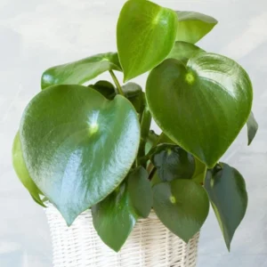 Peperomia Raindrop Live Plant - 4.5 inch Pot - Indoor Houseplant - Image 1