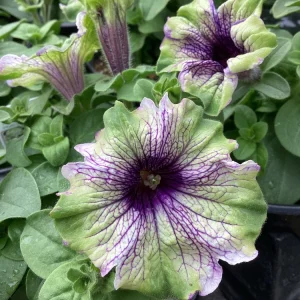 Petunia Amazonas Plum Cockatoo Live Plant - 4.5 inch Nursery Pot - Image 2