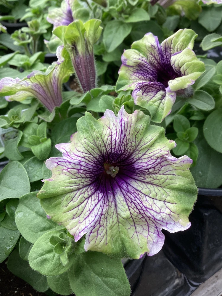 Petunia Amazonas Plum Cockatoo Live Plant - 4.5 inch Nursery Pot - Image 2