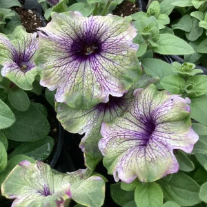 Petunia Amazonas Plum Cockatoo Live Plant - 4.5 inch Nursery Pot - Image 3