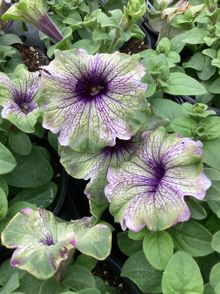 Petunia Amazonas Plum Cockatoo Live Plant - 4.5 inch Nursery Pot - Image 3