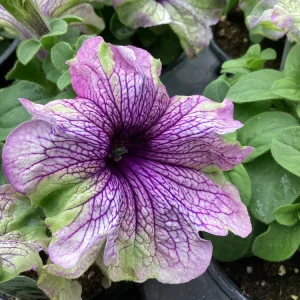 Petunia Amazonas Plum Cockatoo Live Plant - 4.5 inch Nursery Pot - Image 1